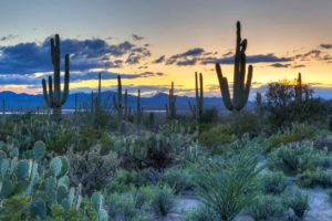 Associate Medical Director, Rehab physiatry job in Tucson with picture of the AZ Desert